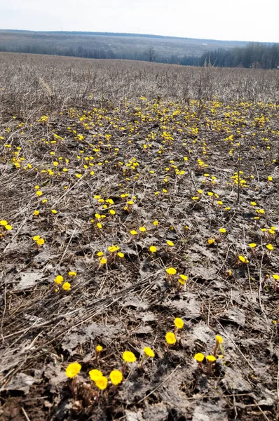 Coltsfoot bilinen Tussilago farfara bitki papatya ailesindeki groundsel kabile bir bitkidir