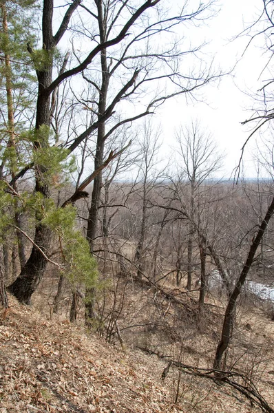 Bahar manzara. Çam ormanı içinde erken bahar, 