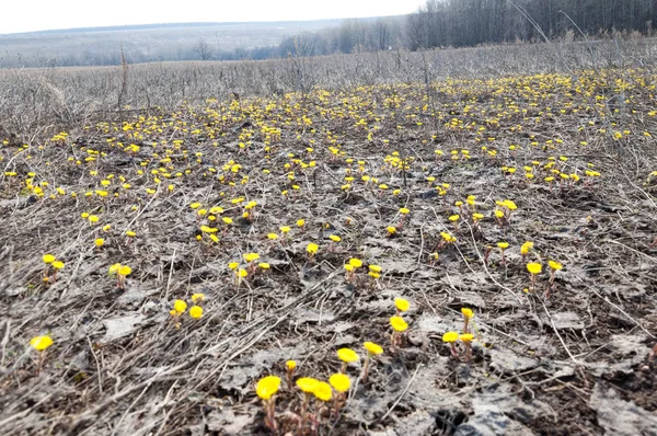 Coltsfoot bilinen Tussilago farfara bitki papatya ailesindeki groundsel kabile bir bitkidir