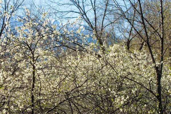 Kazachstan Vroege Lente Bloeiende Fruitbomen Bloei Prunus Spinosa — Stockfoto