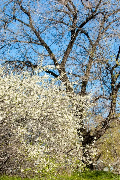 Kazakistan, erken bahar. meyve ağaçları, Prunus spinosa çiçekli çiçekli
