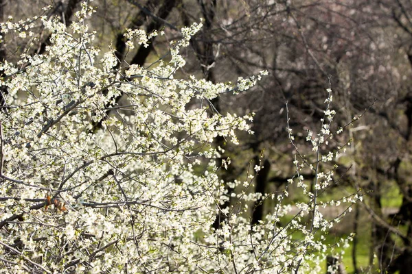Kazakistan, erken bahar. meyve ağaçları, Prunus spinosa çiçekli çiçekli