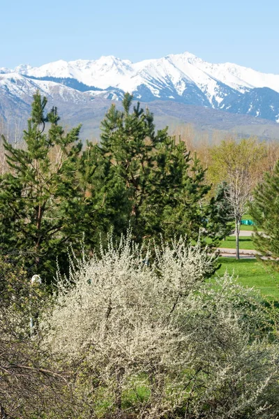 Kazakistan, erken bahar. Ülkenin ilk başkanı Park. Central park güneşli gün. güzel yeşil park