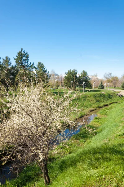 Kazakistan, erken bahar. Ülkenin ilk başkanı Park. Central park güneşli gün. güzel yeşil park