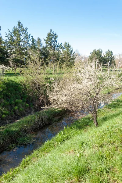 Kazakistan, erken bahar. Ülkenin ilk başkanı Park. Central park güneşli gün. güzel yeşil park