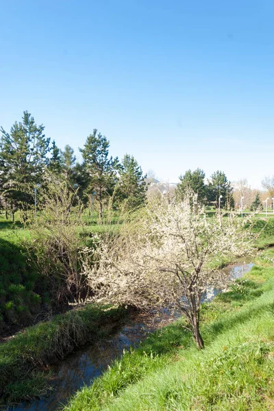 Kazakistan, erken bahar. Ülkenin ilk başkanı Park. Central park güneşli gün. güzel yeşil park