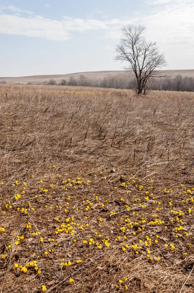 Coltsfoot bilinen Tussilago farfara bitki papatya ailesindeki groundsel kabile bir bitkidir