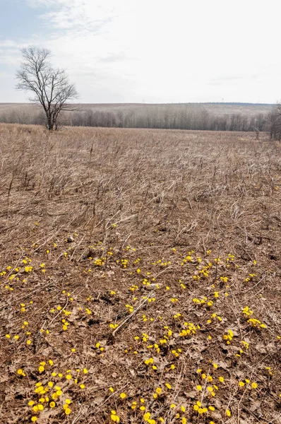 Coltsfoot bilinen Tussilago farfara bitki papatya ailesindeki groundsel kabile bir bitkidir