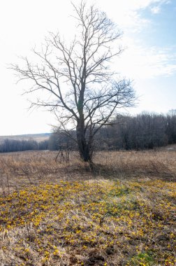 Coltsfoot bilinen Tussilago farfara bitki papatya ailesindeki groundsel kabile bir bitkidir