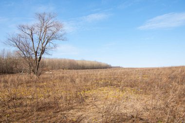Coltsfoot bilinen Tussilago farfara bitki papatya ailesindeki groundsel kabile bir bitkidir