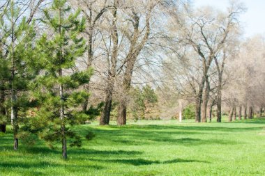 Kazakistan, erken bahar. Ülkenin ilk başkanı Park. Central park güneşli gün. güzel yeşil park