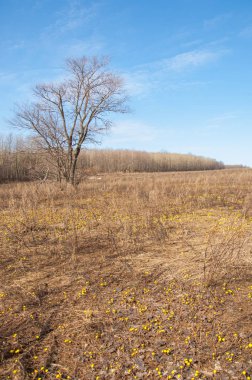 Coltsfoot bilinen Tussilago farfara bitki papatya ailesindeki groundsel kabile bir bitkidir