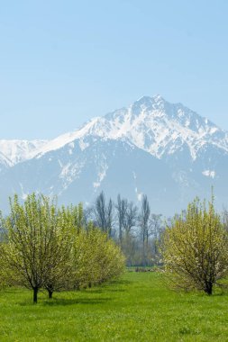 Kazakistan, erken bahar. Ülkenin ilk başkanı Park. Central park güneşli gün. güzel yeşil park