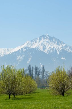 Kazakistan, erken bahar. Ülkenin ilk başkanı Park. Central park güneşli gün. güzel yeşil park