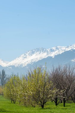 Kazakistan, erken bahar. Ülkenin ilk başkanı Park. Central park güneşli gün. güzel yeşil park