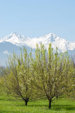 Kazakistan, erken bahar. Ülkenin ilk başkanı Park. Central park güneşli gün. güzel yeşil park