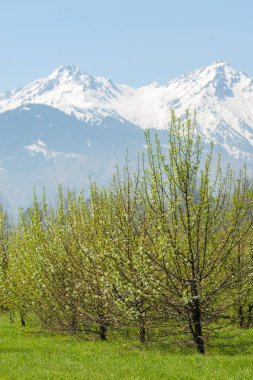 Kazakistan, erken bahar. Ülkenin ilk başkanı Park. Central park güneşli gün. güzel yeşil park