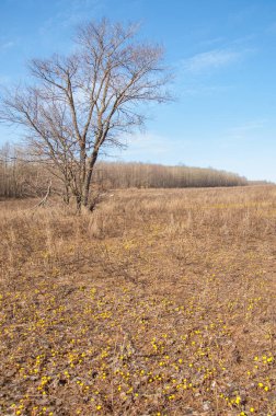 Coltsfoot bilinen Tussilago farfara bitki papatya ailesindeki groundsel kabile bir bitkidir