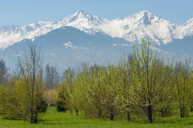Kazakistan, erken bahar. Ülkenin ilk başkanı Park. Central park güneşli gün. güzel yeşil park