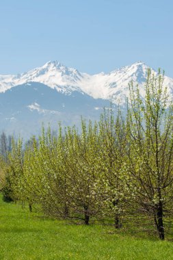 Kazakistan, erken bahar. Ülkenin ilk başkanı Park. Central park güneşli gün. güzel yeşil park