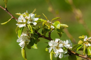 Kazakistan, erken bahar. Ülkenin ilk başkanı Park. Central park güneşli gün. güzel yeşil park