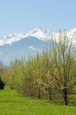 Kazakistan, erken bahar. Ülkenin ilk başkanı Park. Central park güneşli gün. güzel yeşil park