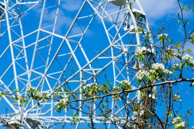 Elma ağaçları çiçek. genellikle parlak renkli bir corolla (taç yaprakları tarafından çevrili üreme organları (stamens ve carpels) oluşan bir bitki, tohum taşıyan parçası)