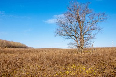 Coltsfoot bilinen Tussilago farfara bitki papatya ailesindeki groundsel kabile bir bitkidir