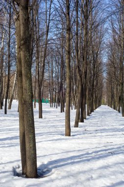 Park, ağaçlar erken bahar, eriyen kar, sahte ağaç bahar