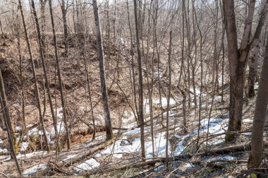 Orman bahar, ağaçlar çıplak, kar indi. Doğa onun kış uykusundan uyanır.