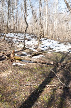 Orman bahar, ağaçlar çıplak, kar indi. Doğa onun kış uykusundan uyanır.