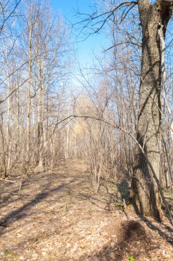 Orman bahar, ağaçlar çıplak, kar indi. Doğa onun kış uykusundan uyanır.
