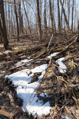 Orman bahar, ağaçlar çıplak, kar indi. Doğa onun kış uykusundan uyanır.