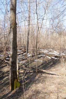 Orman bahar, ağaçlar çıplak, kar indi. Doğa onun kış uykusundan uyanır.