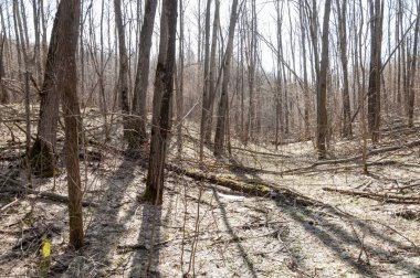 Orman bahar, ağaçlar çıplak, kar indi. Doğa onun kış uykusundan uyanır.