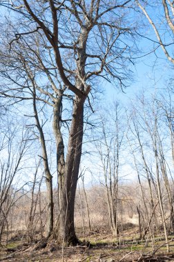 Orman bahar, ağaçlar çıplak, kar indi. Doğa onun kış uykusundan uyanır.
