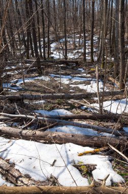 Orman bahar, ağaçlar çıplak, kar indi. Doğa onun kış uykusundan uyanır.