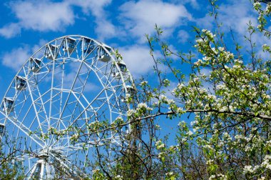 Elma ağaçları çiçek. genellikle parlak renkli bir corolla (taç yaprakları tarafından çevrili üreme organları (stamens ve carpels) oluşan bir bitki, tohum taşıyan parçası)