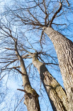 Orman bahar, ağaçlar çıplak, kar indi. Doğa onun kış uykusundan uyanır.