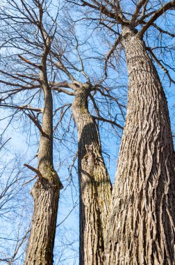 Orman bahar, ağaçlar çıplak, kar indi. Doğa onun kış uykusundan uyanır.