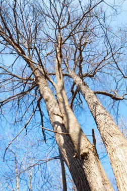 Orman bahar, ağaçlar çıplak, kar indi. Doğa onun kış uykusundan uyanır.