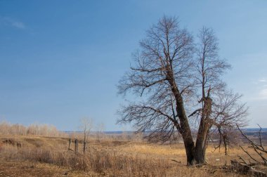 Bahar manzara. erken baharda, çam ağacı Reaply olmadan yalnız ağaç