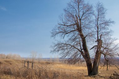 Bahar manzara. erken baharda, çam ağacı Reaply olmadan yalnız ağaç