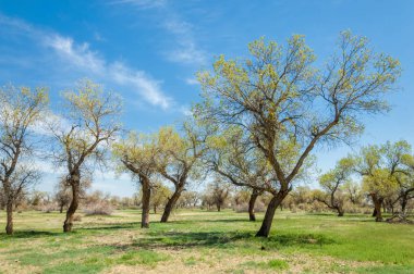  Bahar turanga koruda. diversifolia Schrenk, kavak euphratica, fırat kavak, kavak.