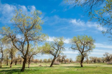  Bahar turanga koruda. diversifolia Schrenk, kavak euphratica, fırat kavak, kavak.