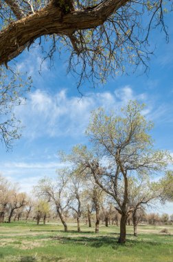  Bahar turanga koruda. diversifolia Schrenk, kavak euphratica, fırat kavak, kavak.