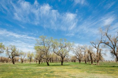  Bahar turanga koruda. diversifolia Schrenk, kavak euphratica, fırat kavak, kavak.