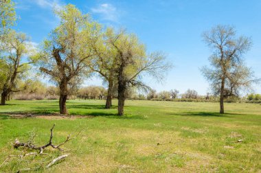  Bahar turanga koruda. diversifolia Schrenk, kavak euphratica, fırat kavak, kavak.