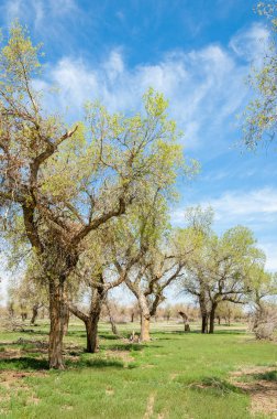  Bahar turanga koruda. diversifolia Schrenk, kavak euphratica, fırat kavak, kavak.