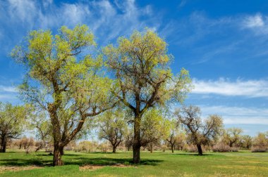  Bahar turanga koruda. diversifolia Schrenk, kavak euphratica, fırat kavak, kavak.